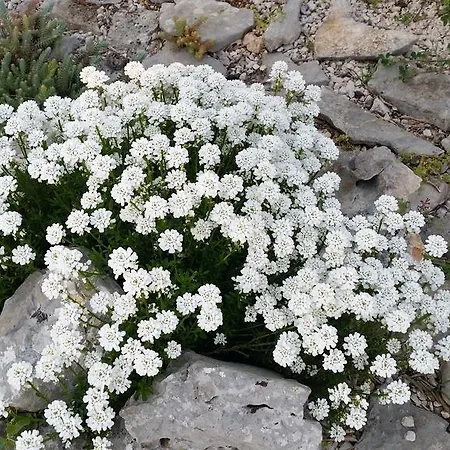 Nika Šibenik