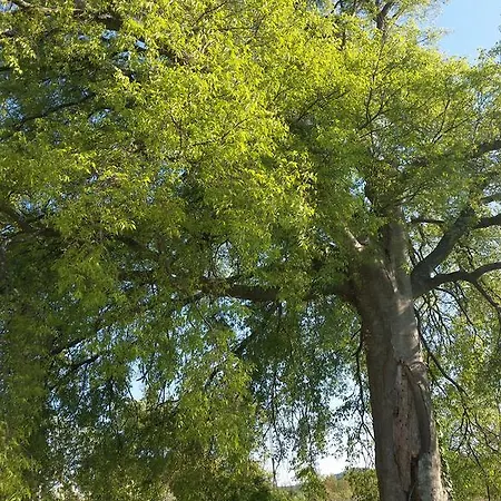 アパート Nika シベニク